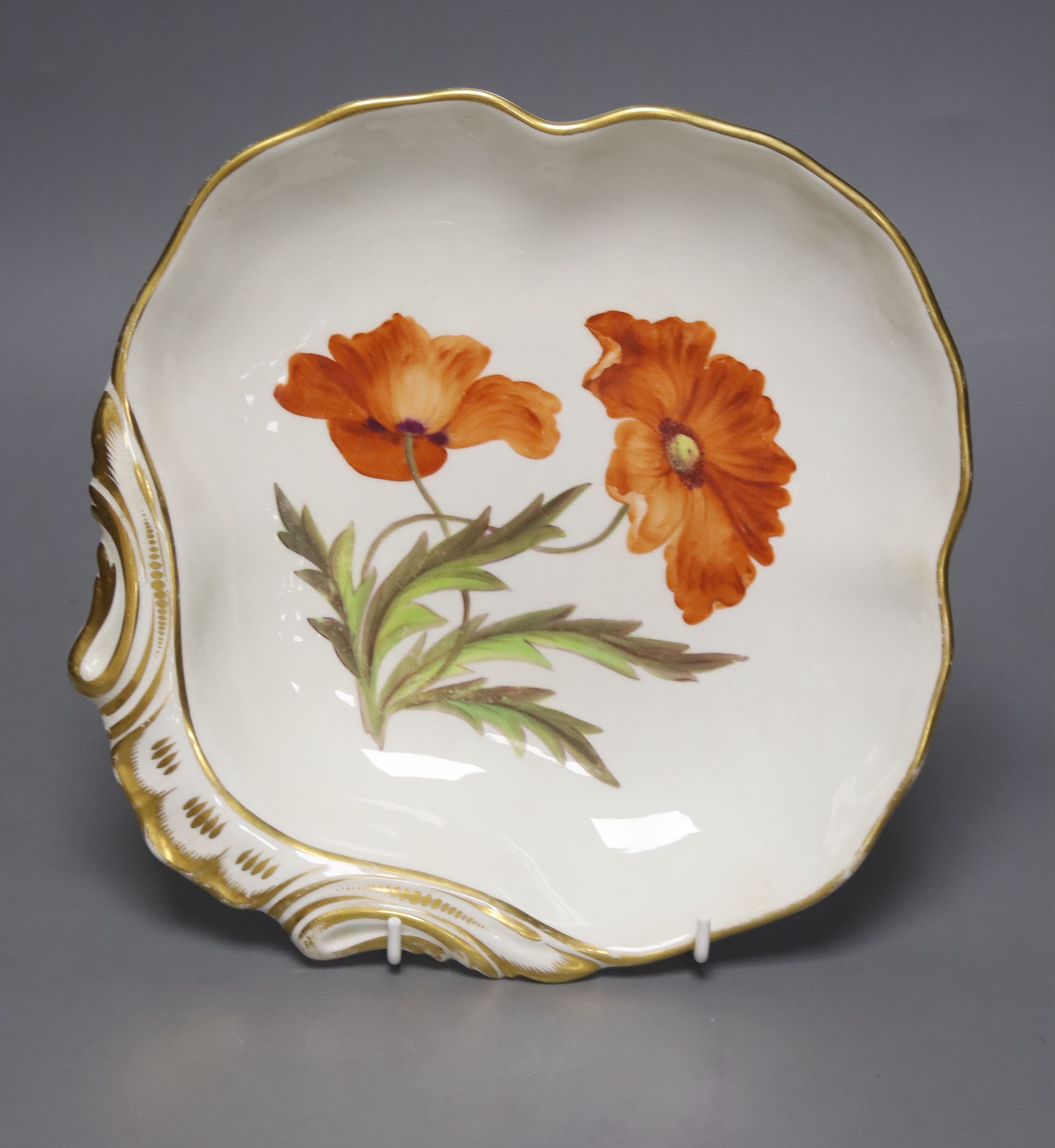A Crown Derby shell shaped botanical dish, painted with a wild poppy, c.1820, length 25cm